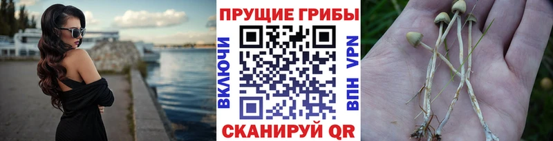 цены наркотик  Иланский  ОМГ ОМГ ссылки  Галлюциногенные грибы MAGIC MUSHROOMS 